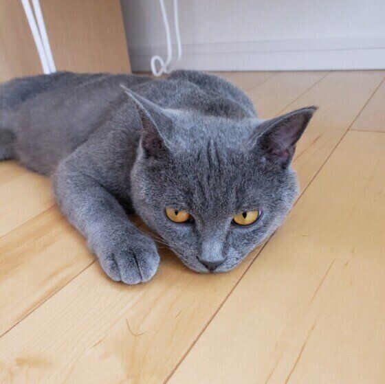 見つめるシャルトリュー