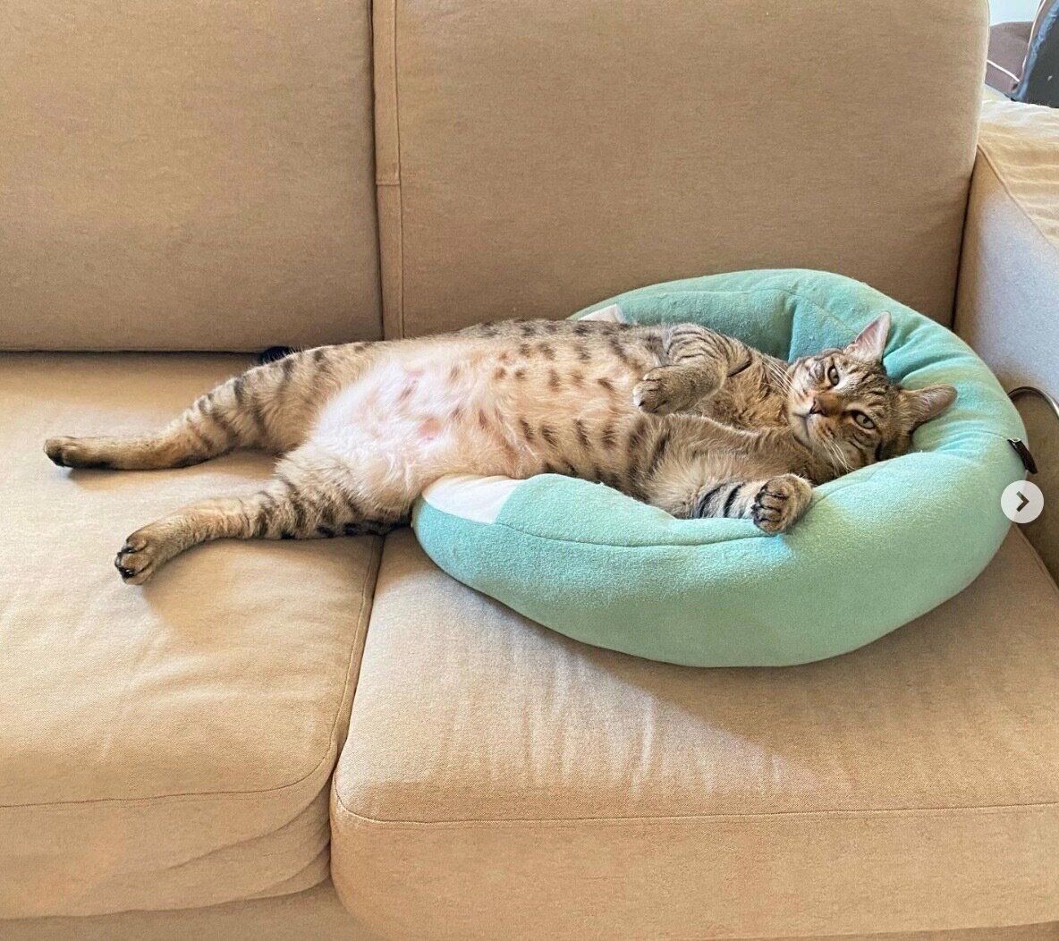 くつろぐこんぶくん