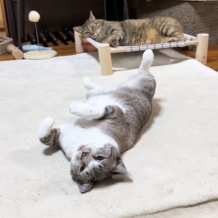 転がっているリノちゃんとリタちゃん