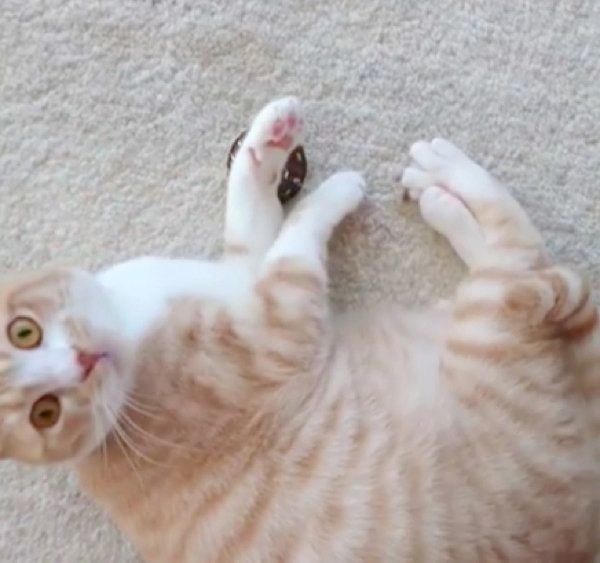 またたびドーナツに興奮するブリティッシュショートヘア