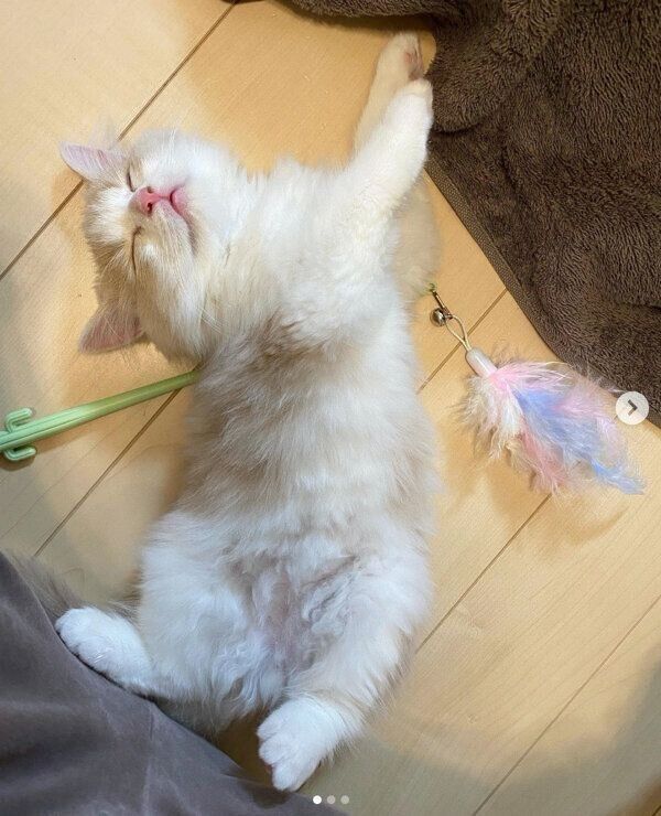 寝落ちしてしまったサクラくん