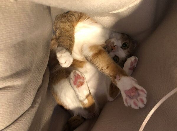 コートの中に入るぽむちゃん