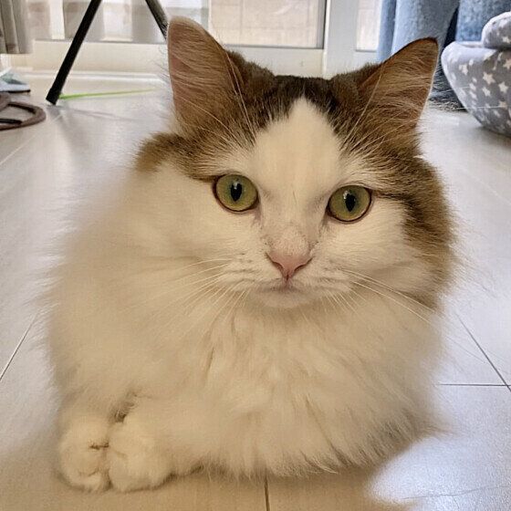 おすましするミヌエットのシャルルくん