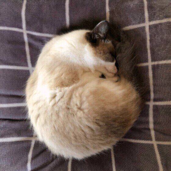 毛布の上でアンモニャイトするトト子ちゃん