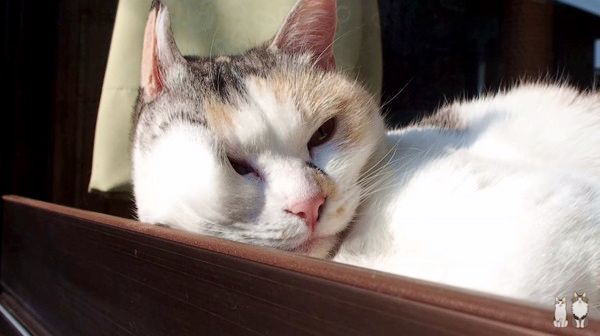 日向ぼっこする猫