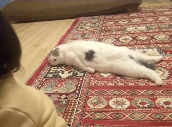 警戒心むき出しなスコティッシュフォールド