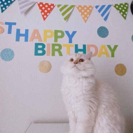 お誕生日記念写真・マンチカン・ミルくん