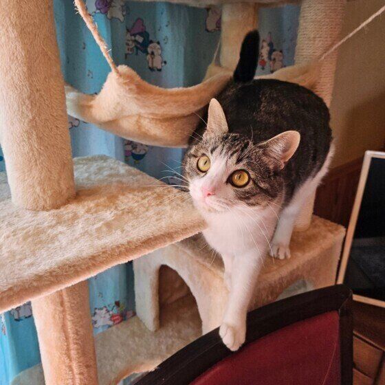 茶白猫のガルちゃん