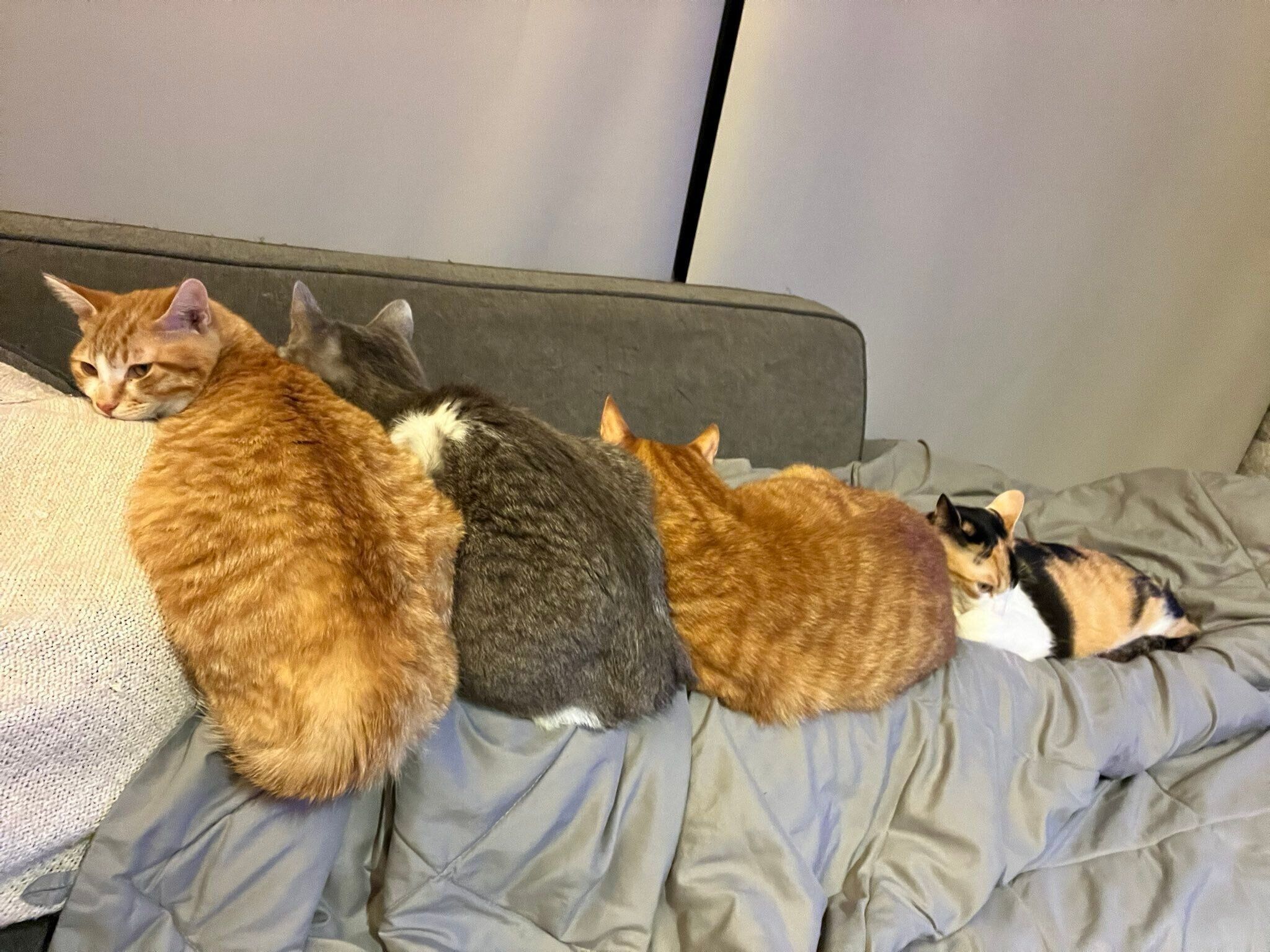 飼い主さんの体の上に乗る猫たち