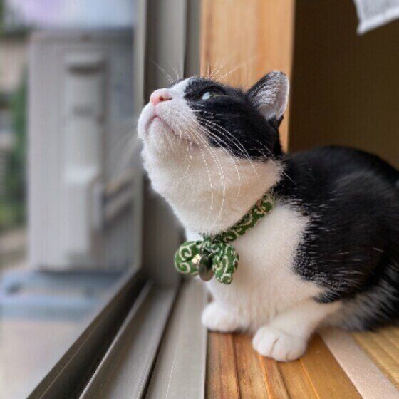 空を見上げるこんぶごはんちゃん