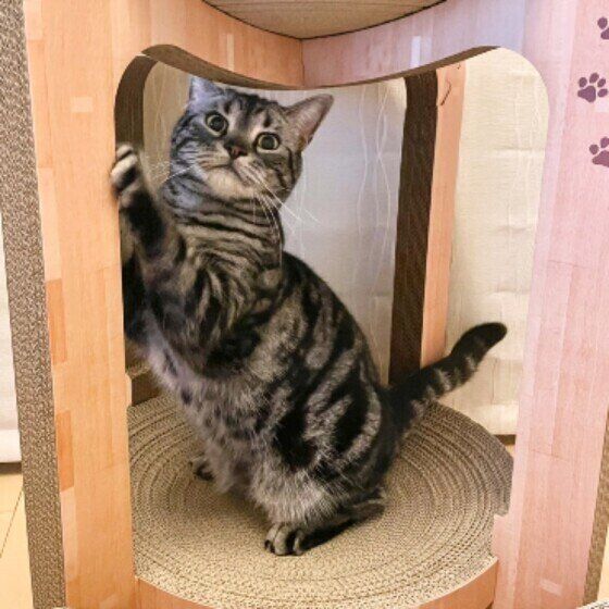 爪とぎをするアメリカンショートヘア