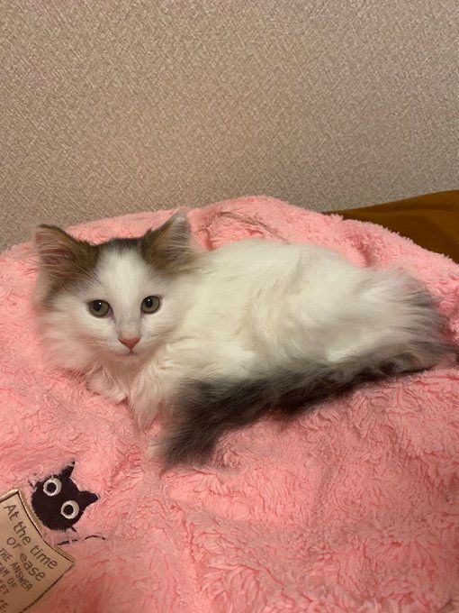 生後3カ月のノルウェージャンフォレストキャット