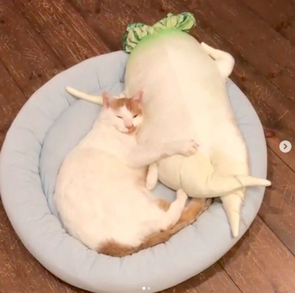 ぬいぐるみにフミフミする猫