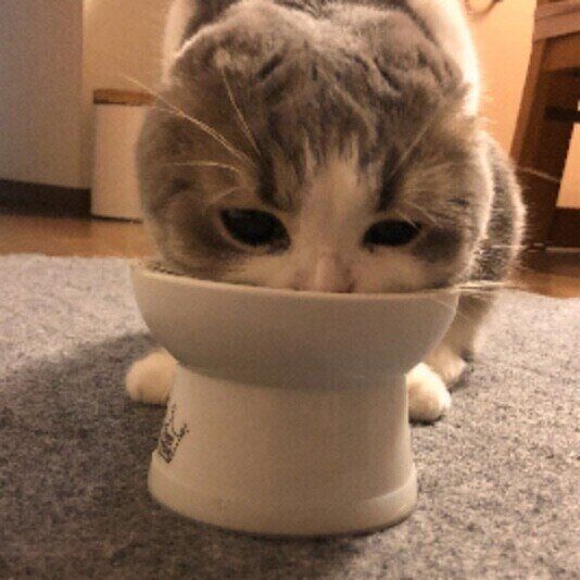 スコティッシュフォールドのくうちゃん