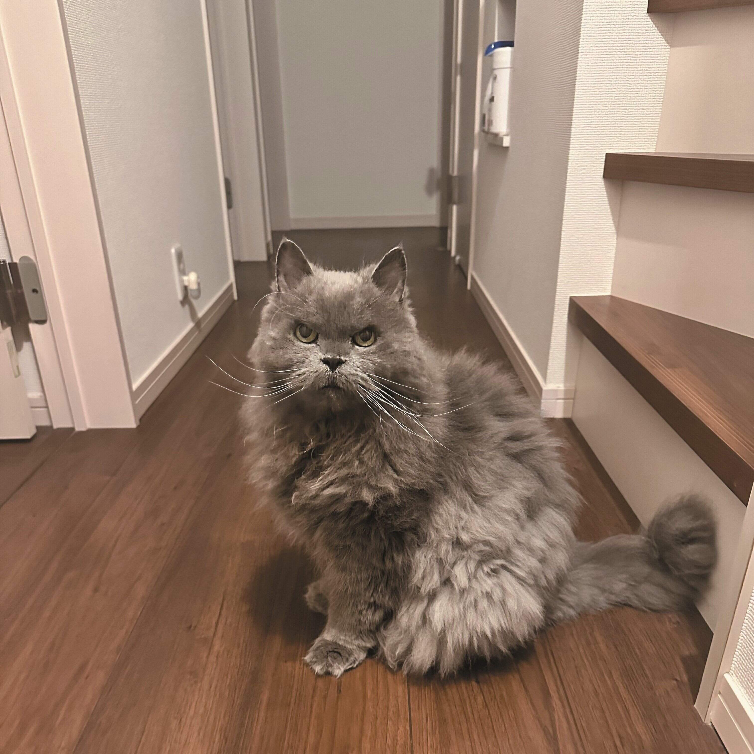 画像／ねこのきもち2023年11月号