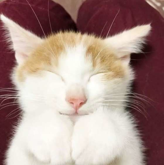 飼い主さんの膝の上でくつろぐMIX猫