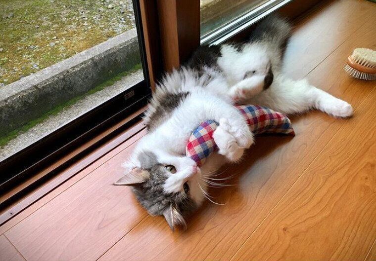 けりぐるみで遊ぶデコちゃん