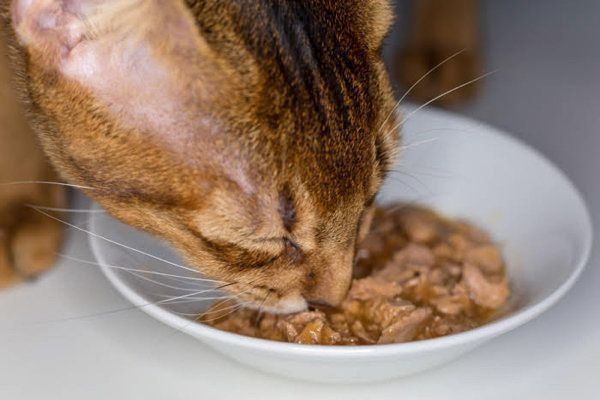 ごはんを食べる猫