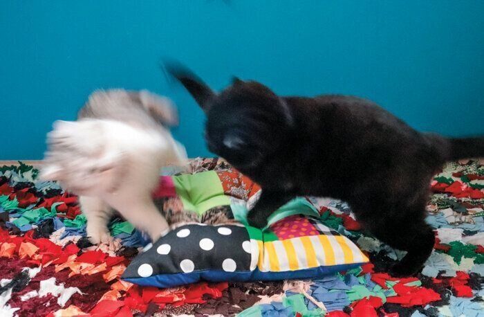 らんまくんに猫パンチするかげちよちゃん