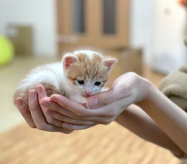 手乗りうにくん