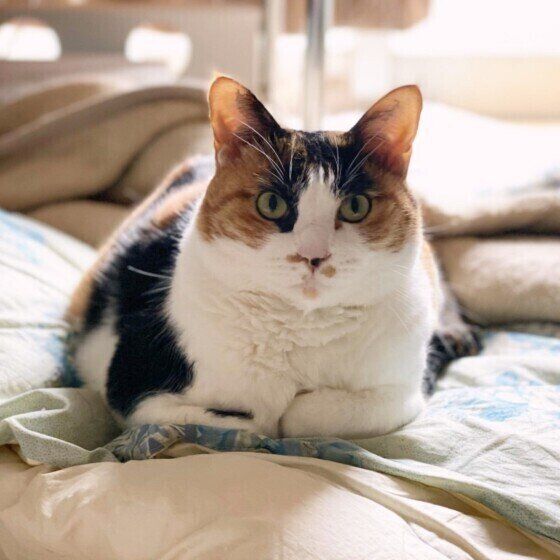 香箱座りするミケ