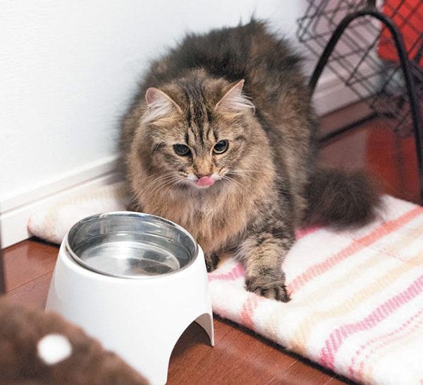 水を飲む猫／2018年１1月号「ねこのきもち」