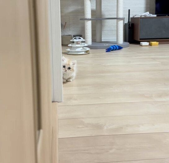 「だるまさんがころんだ」をするmielくん