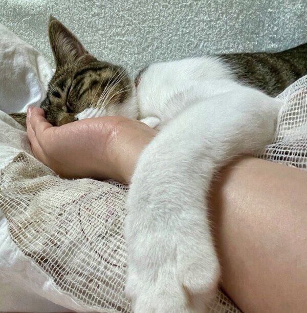 飼い主さんの腕にくっつくモモちゃん