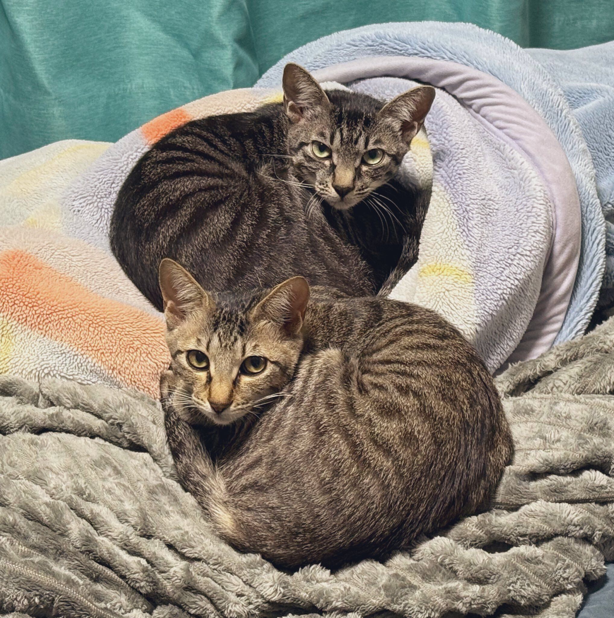 体を丸めている2匹の猫