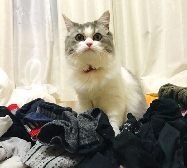 靴下にまみれるテミーちゃん