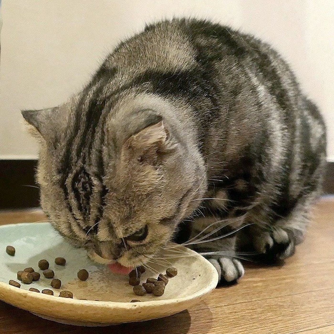 背後から響く猫の ザリザリ音 それは今日も元気だというバロメータ 渋ネコししまるさん 6 ねこのきもちweb Magazine 背後から響く猫の ザリザリ音 それは今日も元気だというバロメータ 渋ネコししまるさん 6 ねこのきもちweb Magazine