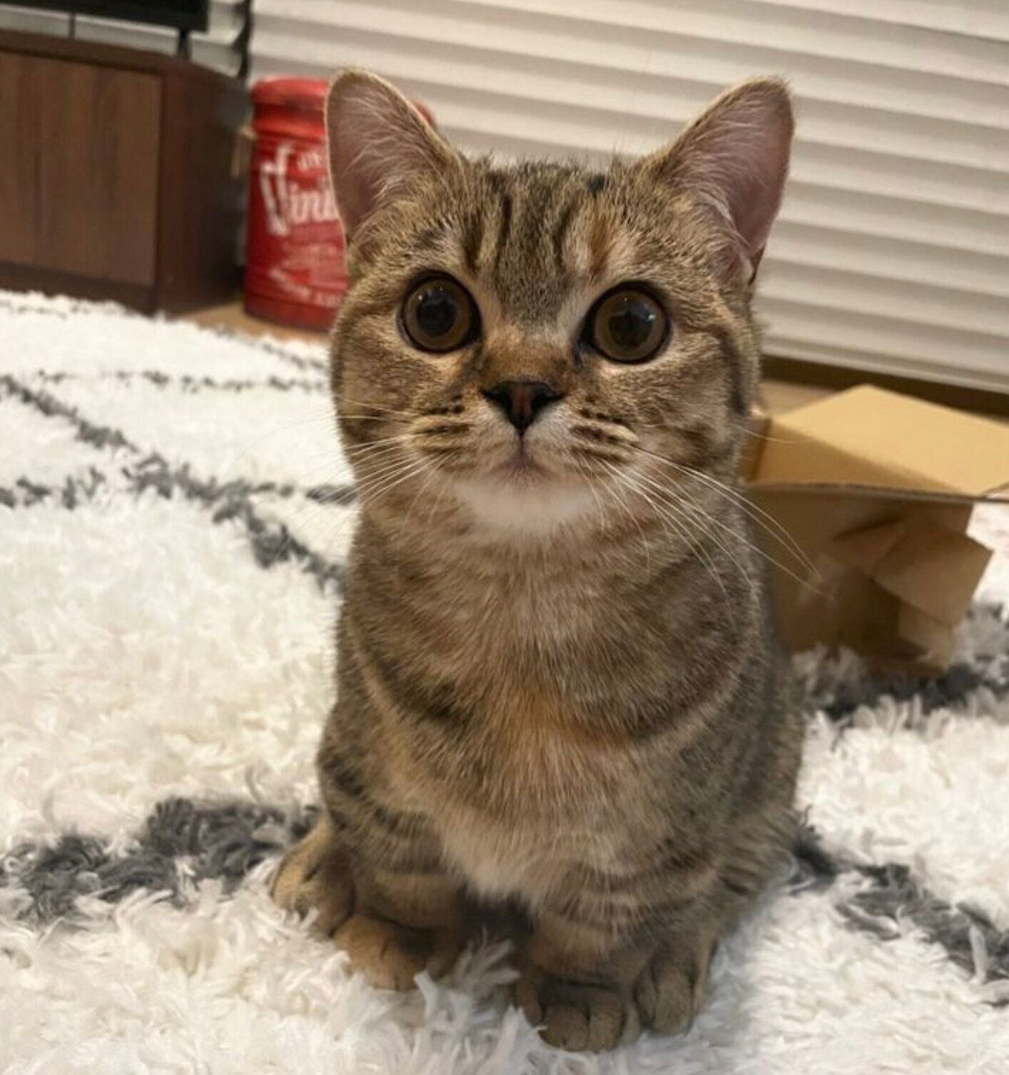 見つめるあられちゃん