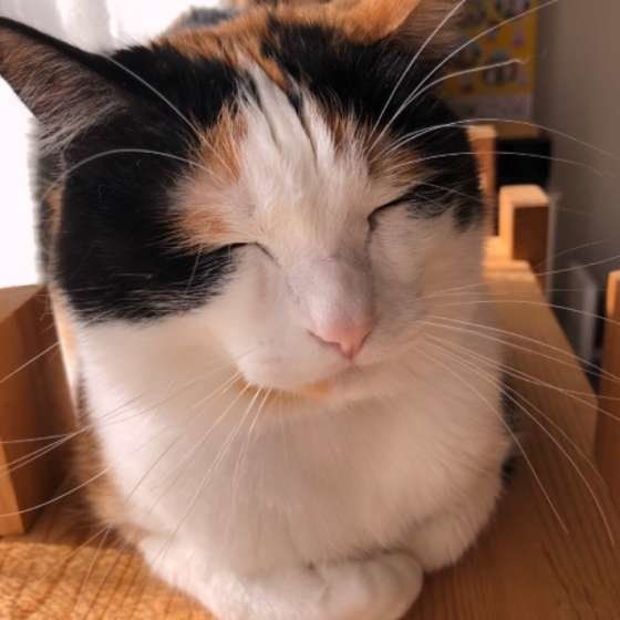 MIXミケのにこちゃん