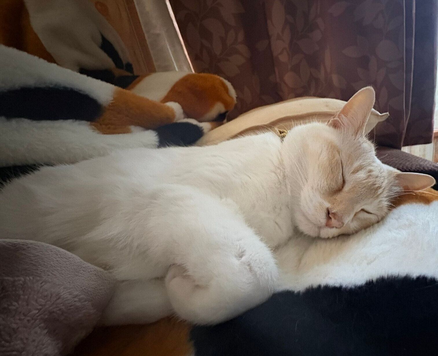 飼い主さんのそばで眠るロニーくん