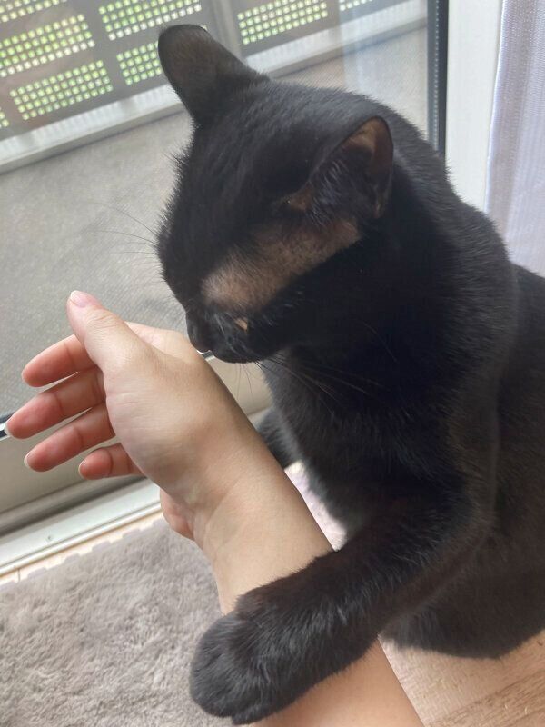 飼い主さんの手に顔を近づけるあさりちゃん