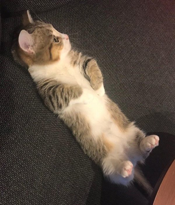 ヘソ天するよぐちゃん