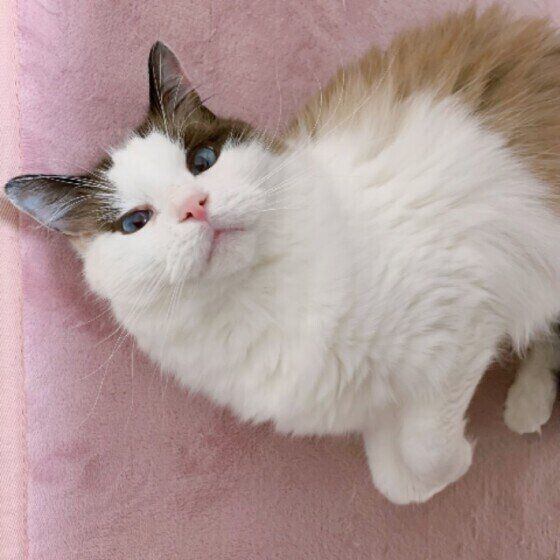 ラグドールのうりおくん