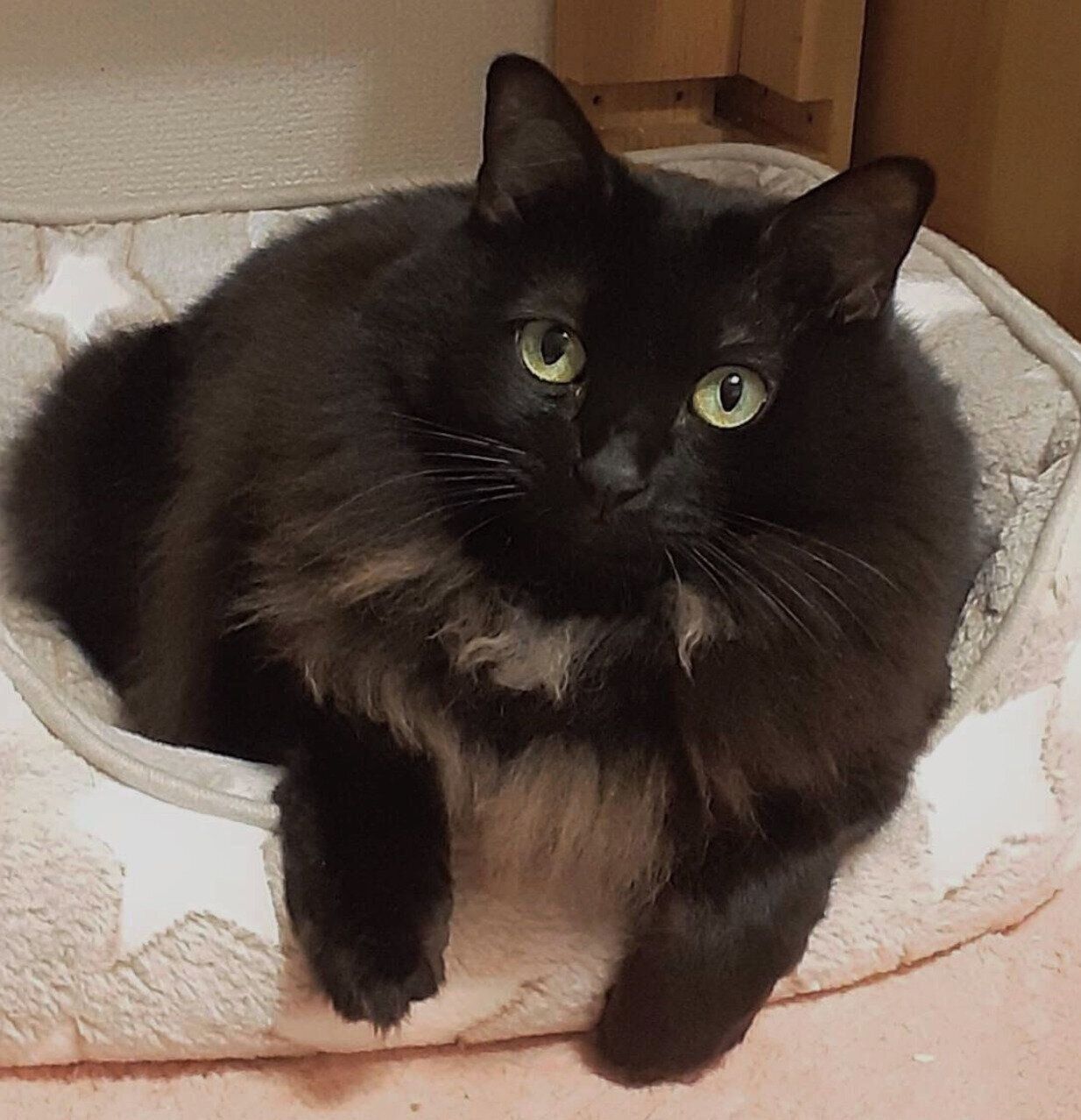 見つめるひまわりちゃん