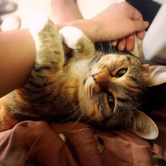 はっさくちゃん  MIX　キジトラ