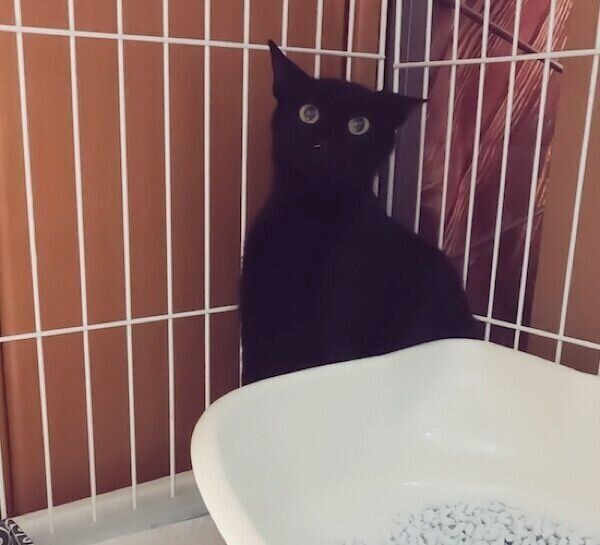 しばらくはケージ生活だったくーちゃん