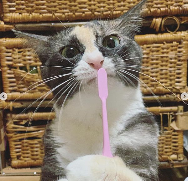 歯ブラシを持つ猫