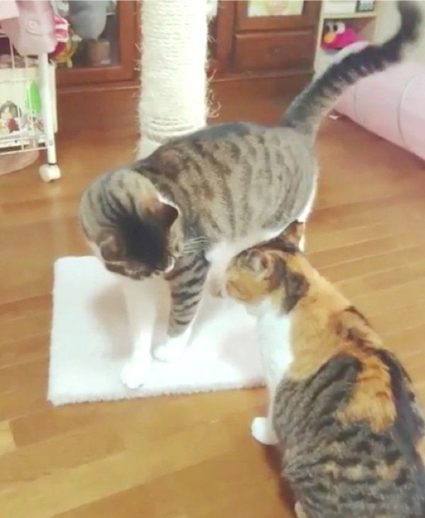 マタタビが好きな猫