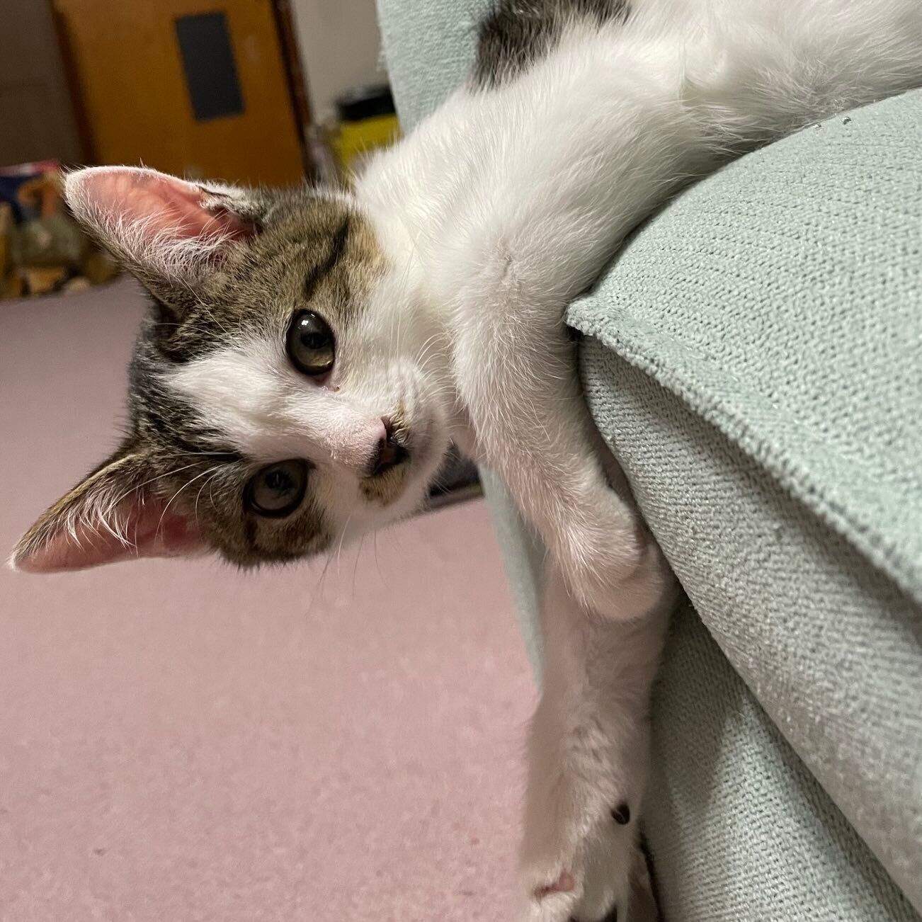 お迎えして1週間が経ったころのメルちゃん