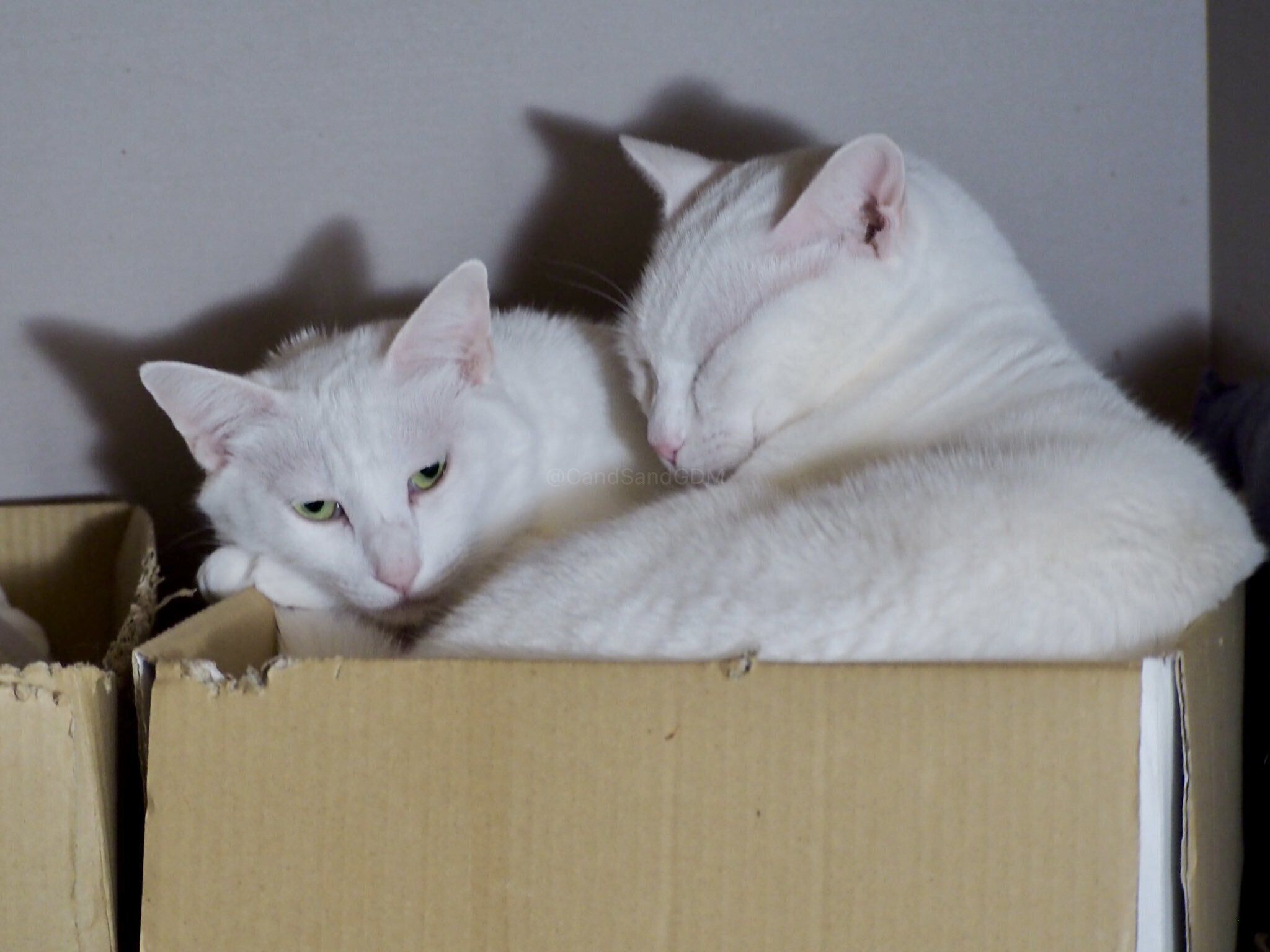 ににちゃんの隣で安心したように目をつぶるまろくん