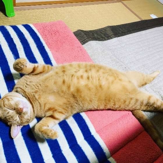 へそ天するオス猫のむぎくん（MIX）