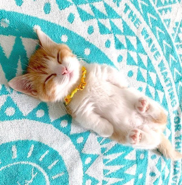 ヘソ天する茶太くん