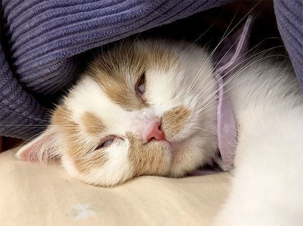 白目をむくホイちゃん