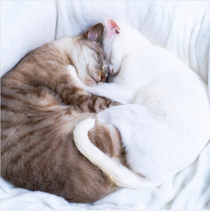 くっついて眠るシャムMIXとオッドアイ白猫