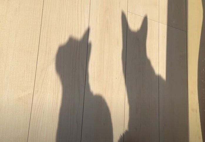 猫は影までカワイイってホント⁉ みんなで日向ぼっこするニャンズ♡|ねこのきもちWEB MAGAZINE