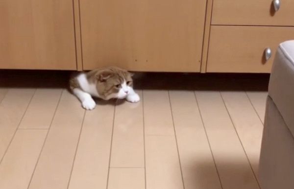 ギリギリにおさまるのが好きな猫